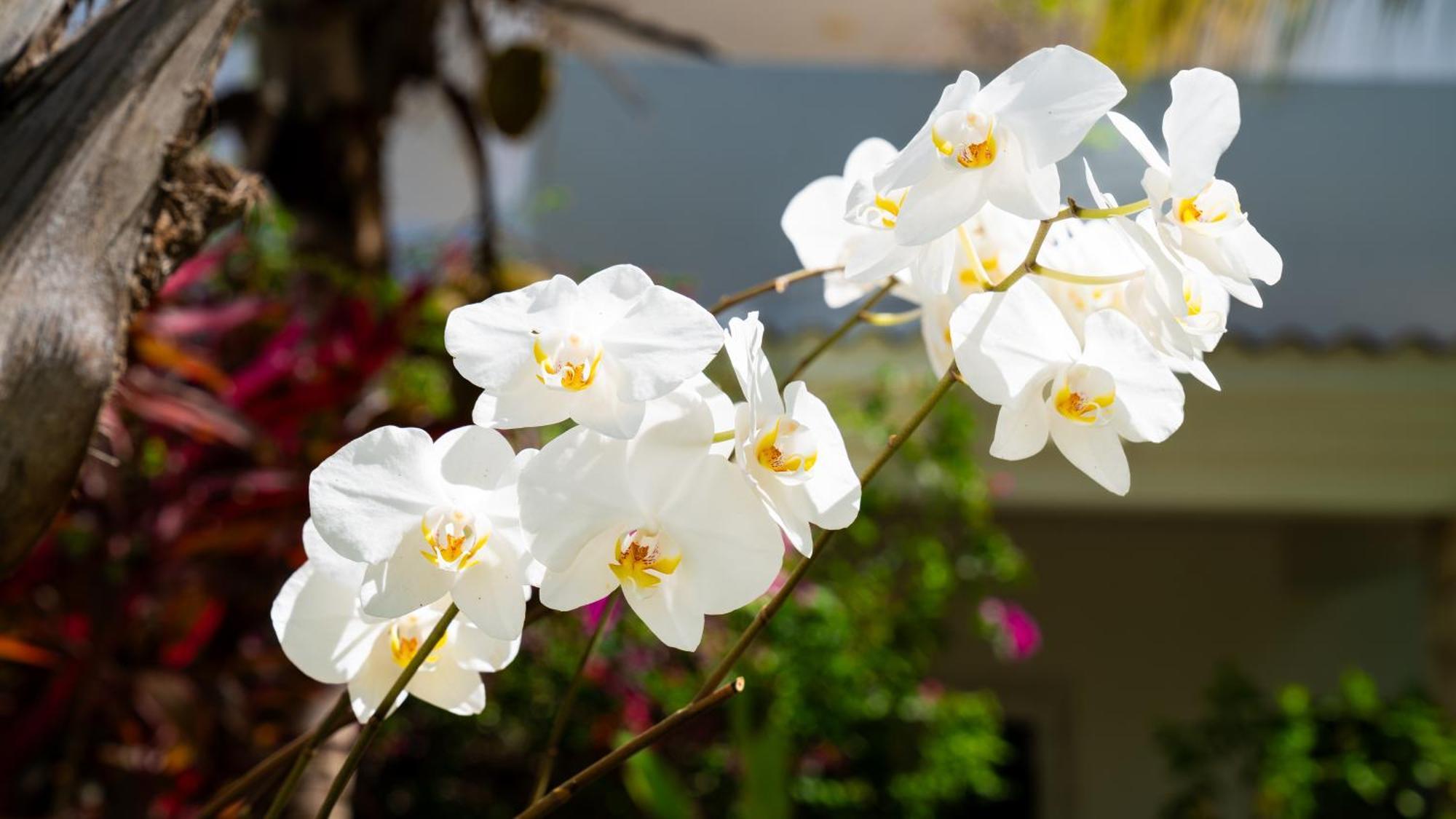 Boutique Hotel Las Flores Punta Cana Luaran gambar